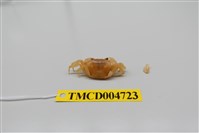 藏品(屏東澤蟹)的圖片